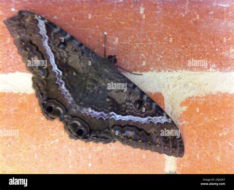 Black Witch (Ascalapha odorata) Insecta Stock Photo - Alamy
