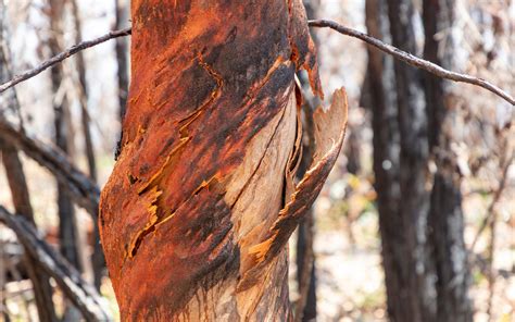 Exploding Eucalyptus 的图像结果