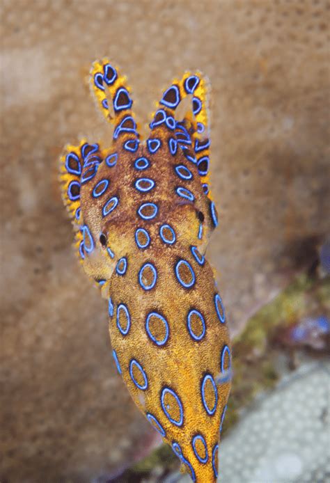 Image result for Animal Fact Files Blue-Ringed Octopus