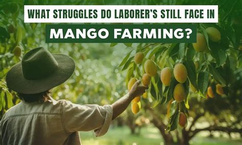 Challenges Faced by Laborers in Mango Farming | Getfarms Blog