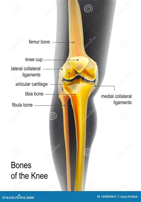 Human Knee Bones
