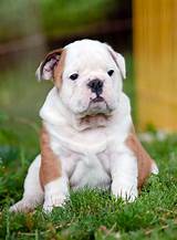 Best Puppy Food For Valley Bulldog at Austin George blog