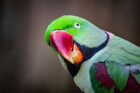 Green Parrot Photos, Download The BEST Free Green Parrot Stock Photos ...