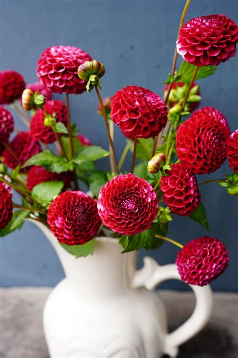 Dahlia Tuber - Chick A Dee | EarthSpoke Farms