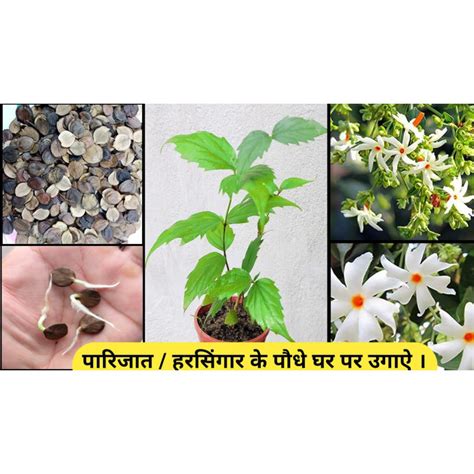 EasySeeds™ Parijat, Harsingar, Night Jasmine Flower, Nyctanthes arbor ...