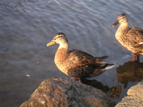 Additional Delaware Deer Hunting Seasons Open in January, As Numerous ...