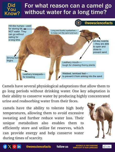 wowsciencefacts on LinkedIn: #camel #desert #adaptation #survival # ...