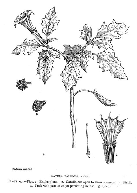 Herbarium JCB