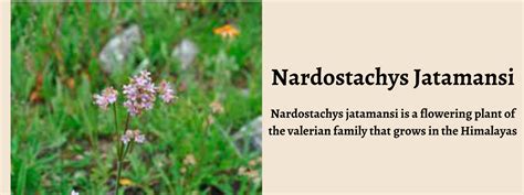 Nardostachys Jatamansi - Health Benefits, Uses and Important Facts ...