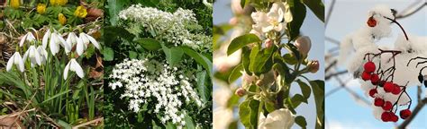 Gardening in rhythm with nature – the phenology calendar as a natural ...