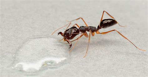 Odontomachus monticola (муравей-капканчик) : описание, содержание ...
