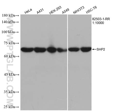 SHP2 antibody (82503-1-RR) | Proteintech
