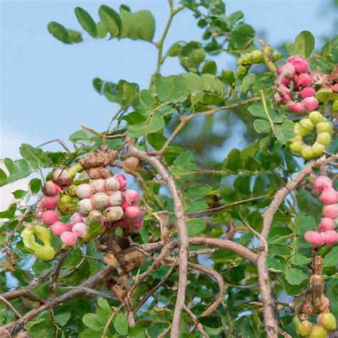 Jungle Jalebi Tree: Unraveling the Sweet Secrets and Ecological Wonder ...