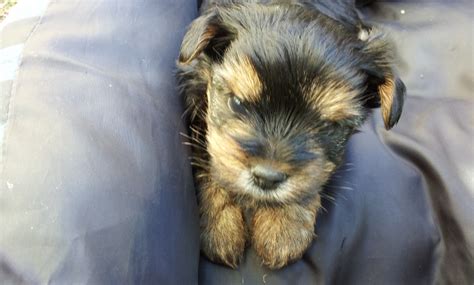 Yorkshire Terrier welpen in 41 812 North Rhine-Westphalia - Erkelenz ...