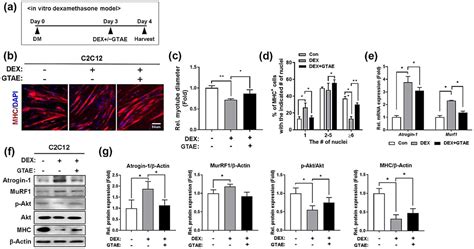 The Extract of Gloiopeltis tenax Enhances Myogenesis and Alleviates ...