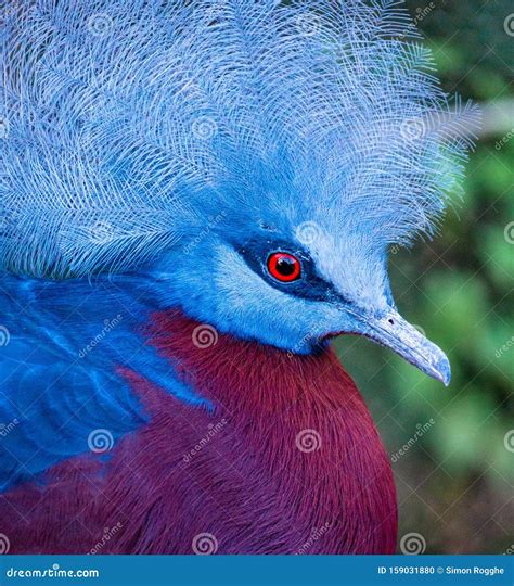 Blue bird with mohawk stock photo. Image of leisure - 159031880