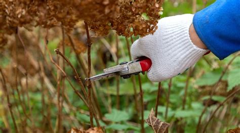 Image result for Pre-Spring Hydrangea Care