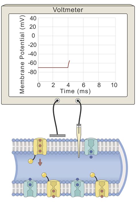 The Action Potential (Lesson) – Human Bio Media