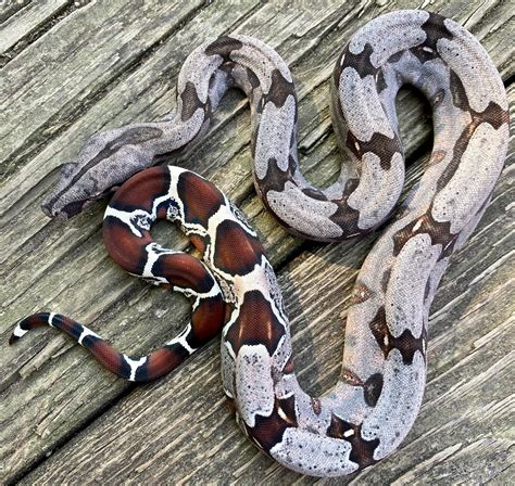 Suriname FutoW/C To Tudehope True Red-tailed Boa Constrictor by Ace ...