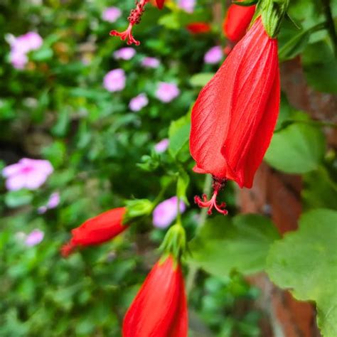 Monsoon Plants – Lalit Enterprise