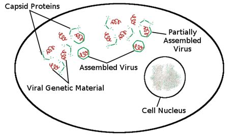Image result for How Do Viruses Work