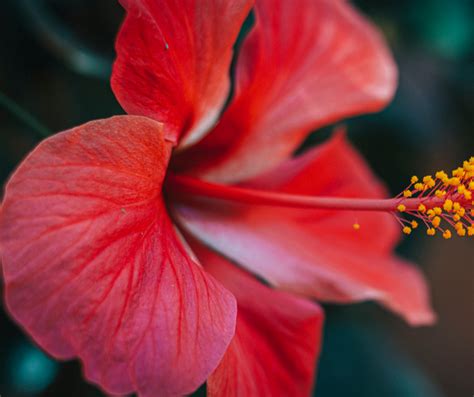 5 reasons why hibiscus tea is good for you? – BestSourceNutrition.com