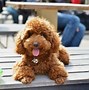 Image result for 5 Cute Dogs