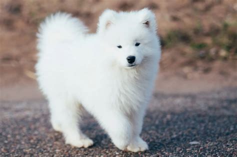 9 Samoyed Breeders In California - Find A Perfect Smiling Dog