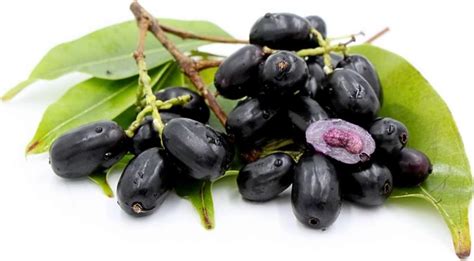 Buy Jamun Plant Online | Jamun Plant