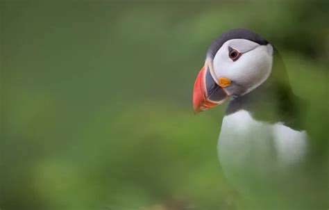 Wallpaper background, bird, profile, stalled for mobile and desktop ...