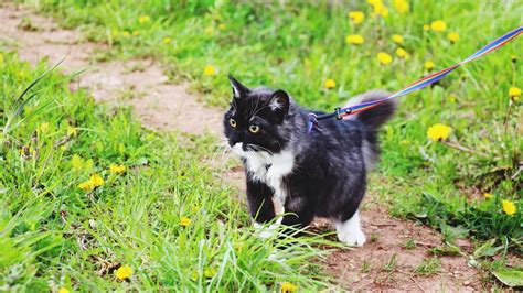 8 fun games to play with cats (affordable and easy) | PetsRadar