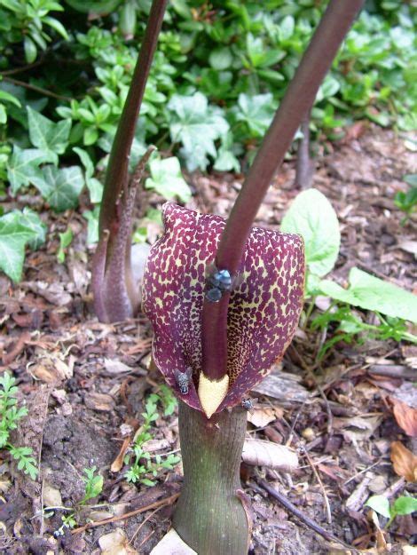 Sauromatum venosum - Voodoolelie | Belmonte Arboretum