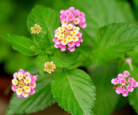 How to grow lantana in pots: easy to grow container plants | Homes and ...