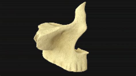 Modèle 3D de l'os malaire (à droite)