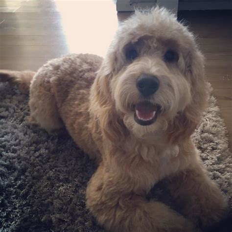 Image result for Cockapoo Grooming