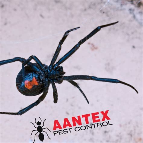 How to Avoid Black Widow Spiders: Tips to Keep Your Home and Family ...