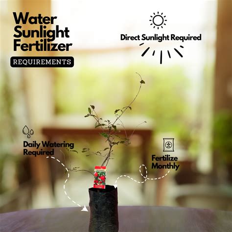 Pomegranate / Mathalam (Layered) (Punica granatum) Fruit Live Plant (H ...