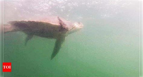 Olive turtles caught in ghost net freed | Thiruvananthapuram News ...