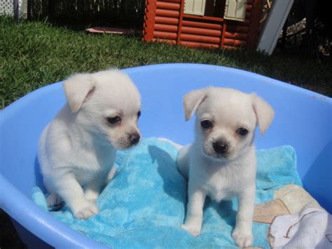 Weiße kuschelige Chihuahuas in fellbach | Tiere | Kleinanzeigen