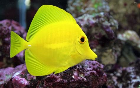 Image result for Fish Shell Scripting