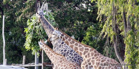 Animals of Mysore Zoo