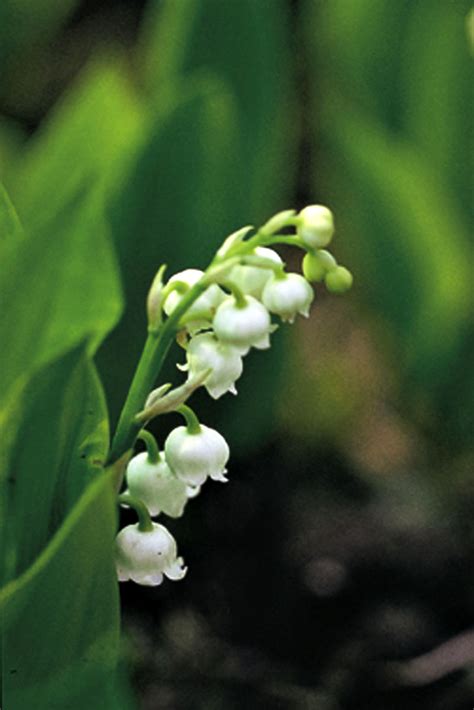 Power of purity : spiritual meaning of flower by The Mother