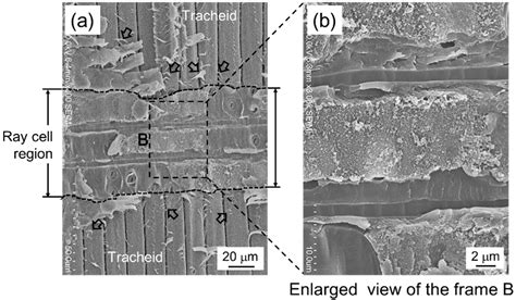 Tensile Examination and Strength Evaluation of Latewood in Japanese Cedar