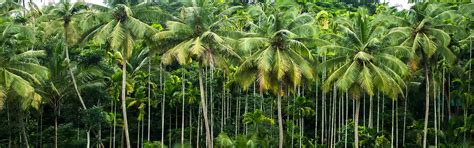 COGENT EXPORTS | Manufacturers, Suppliers, Wholesalers & Traders of ...