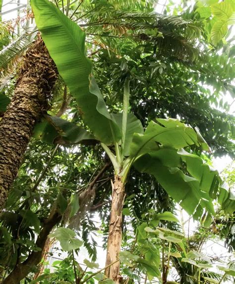Gros Michel Banana Grow Guide - Tropical Tree Guide