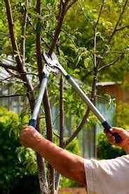 Treeman Services - Expert Tree Care & Maintenance