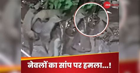 Viral Video : नेवलों ने अचानक कर दिया अजगर पर हमला, पहले घेरा फिर नोंच ...