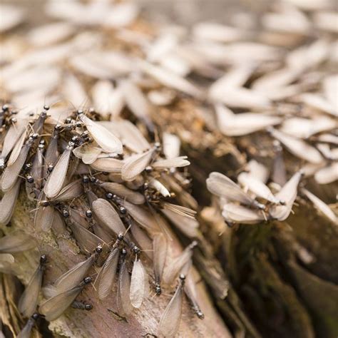 Image result for Termite Update