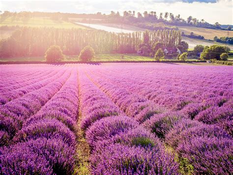 Lavender Flower Garden