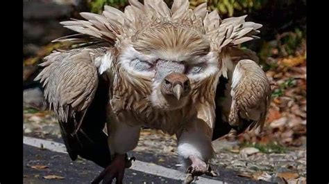 Image result for Animals to Draw in Google Colab Using Python Code